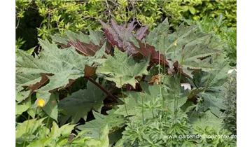 Gartenbaumschule Becker