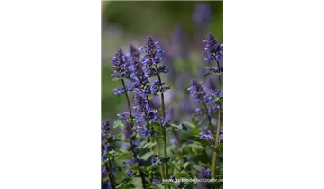 Gartenbaumschule Becker