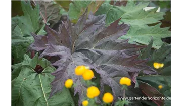 Gartenbaumschule Becker