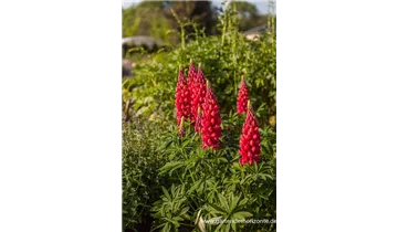 Gartenbaumschule Becker