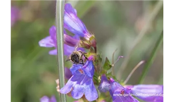 Gartenbaumschule Becker