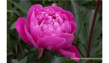 Gartenbaumschule Becker