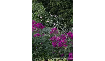 Gartenbaumschule Becker