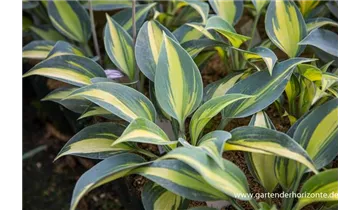 Gartenbaumschule Becker