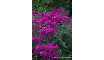 Gartenbaumschule Becker