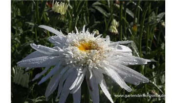 Gartenbaumschule Becker