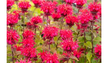 Gartenbaumschule Becker