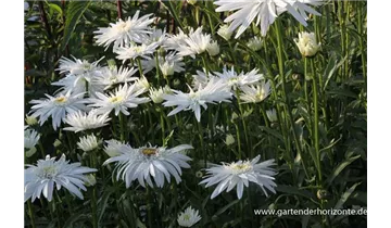 Gartenbaumschule Becker