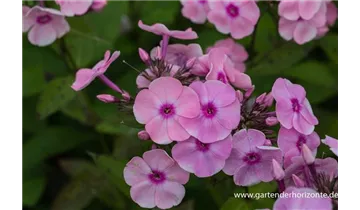 Gartenbaumschule Becker