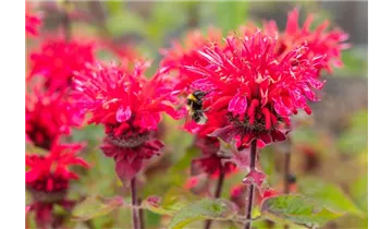 Gartenbaumschule Becker