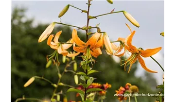 Gartenbaumschule Becker