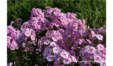 Gartenbaumschule Becker