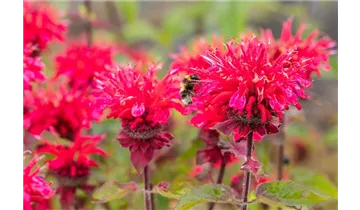 Gartenbaumschule Becker