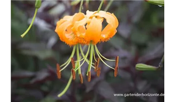 Gartenbaumschule Becker