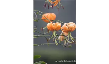 Gartenbaumschule Becker