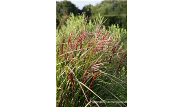 Gartenbaumschule Becker