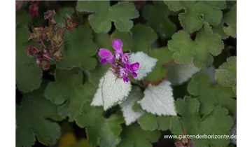 Gartenbaumschule Becker