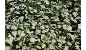 Gartenbaumschule Becker