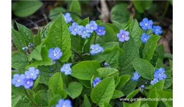 Gartenbaumschule Becker