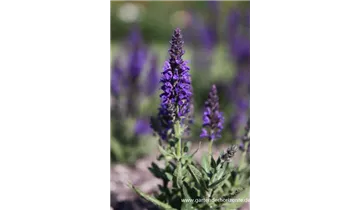 Gartenbaumschule Becker