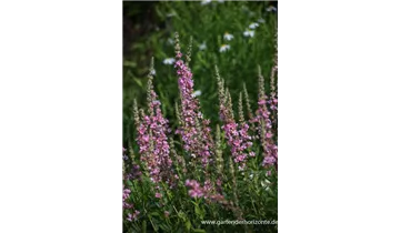 Gartenbaumschule Becker