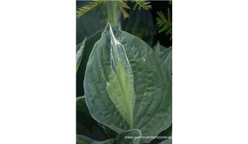 Gartenbaumschule Becker
