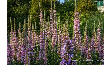 Gartenbaumschule Becker