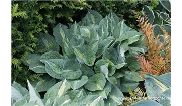 Gartenbaumschule Becker