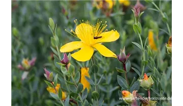Gartenbaumschule Becker