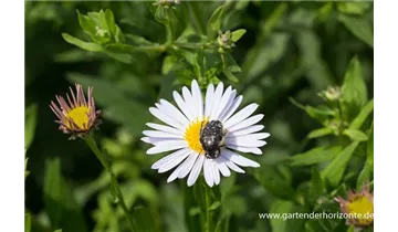 Gartenbaumschule Becker