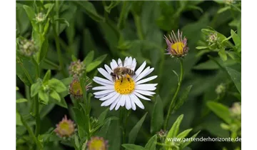 Gartenbaumschule Becker
