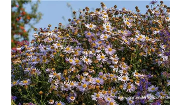 Gartenbaumschule Becker