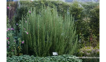 Gartenbaumschule Becker