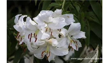 Gartenbaumschule Becker