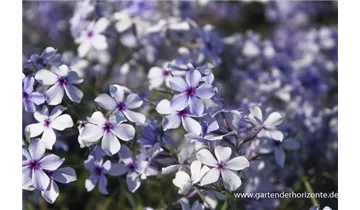 Gartenbaumschule Becker
