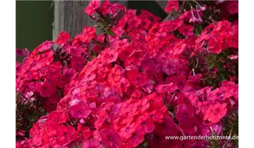 Gartenbaumschule Becker