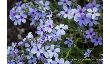 Gartenbaumschule Becker