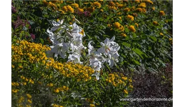 Gartenbaumschule Becker