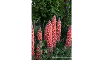 Gartenbaumschule Becker