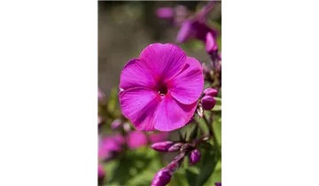 Gartenbaumschule Becker