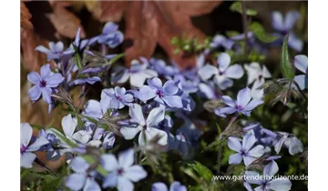 Gartenbaumschule Becker