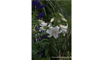 Gartenbaumschule Becker