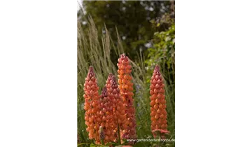 Gartenbaumschule Becker