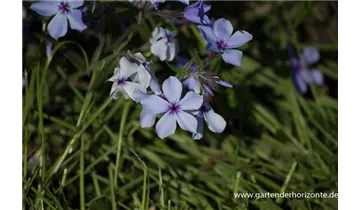 Gartenbaumschule Becker