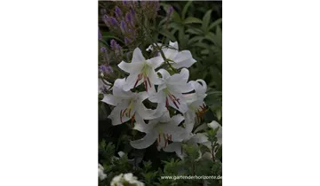 Gartenbaumschule Becker