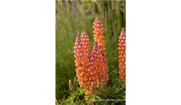 Gartenbaumschule Becker