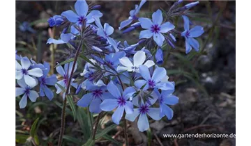 Gartenbaumschule Becker