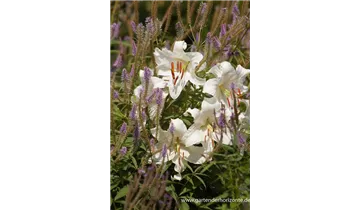 Gartenbaumschule Becker