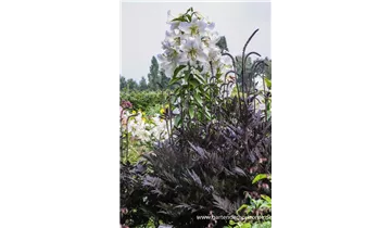 Gartenbaumschule Becker