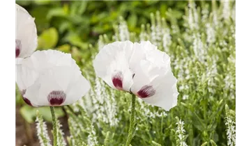 Gartenbaumschule Becker